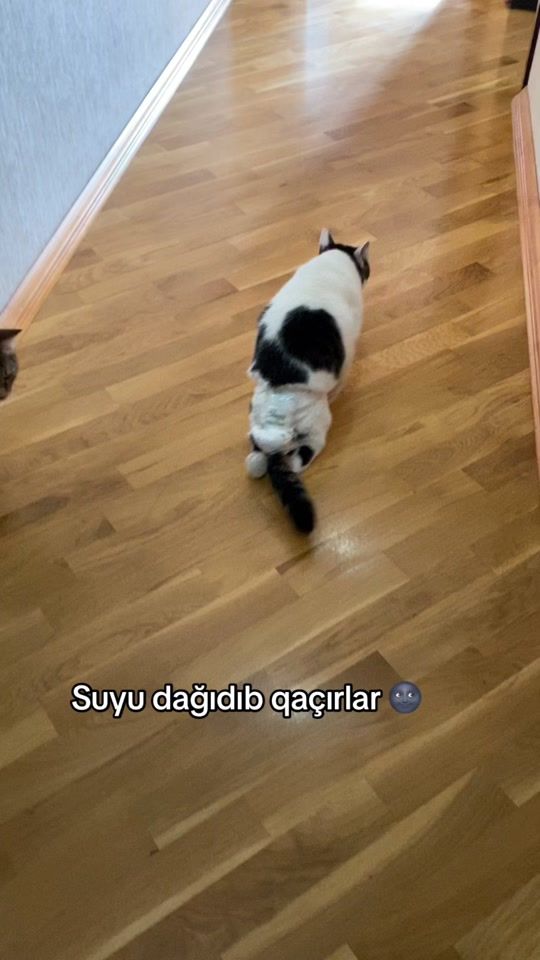 TikTok video thumbnail by lamias.cats