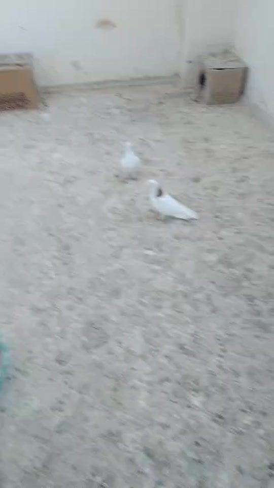 TikTok video thumbnail by user5218067673117