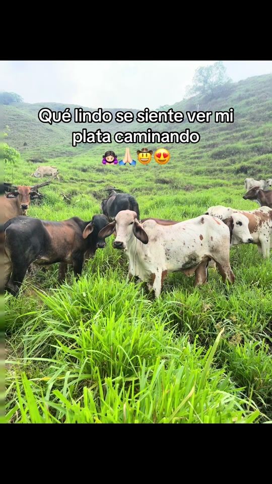 TikTok video thumbnail by andrea_cardenas34