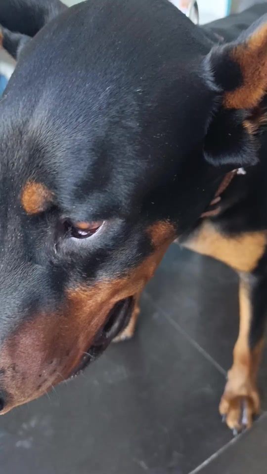 TikTok video thumbnail by huellitas.vet.bambamarca