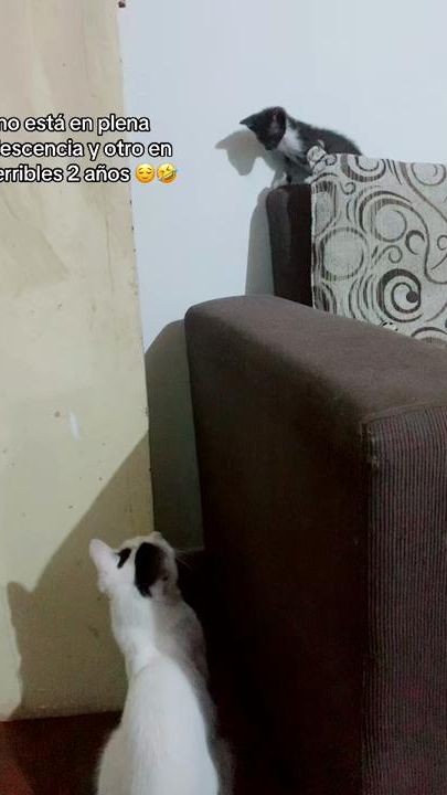 TikTok video thumbnail by esmilcediaz