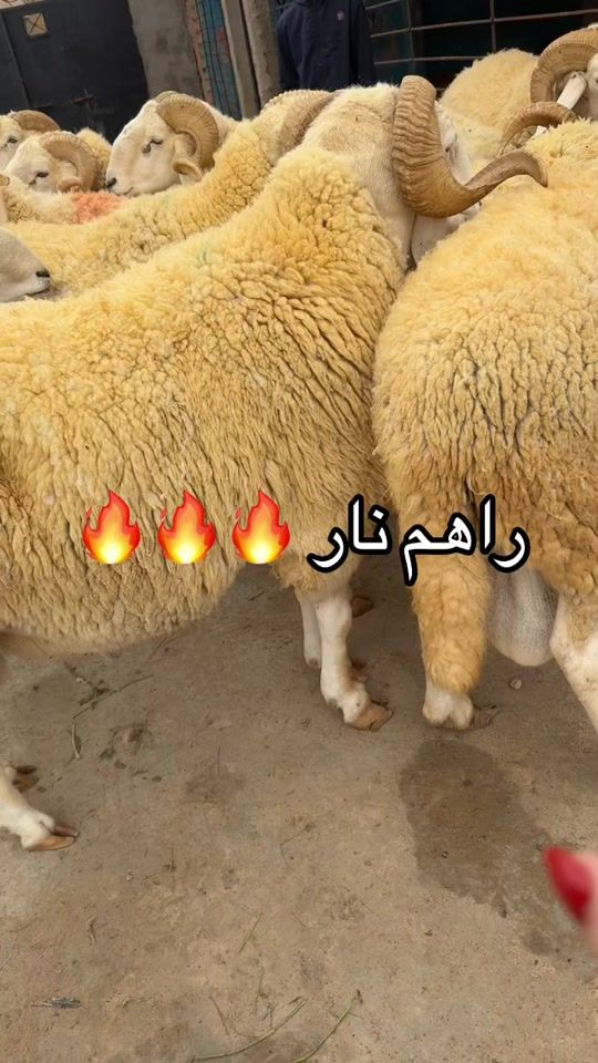 TikTok video thumbnail by lunivers_de_sila