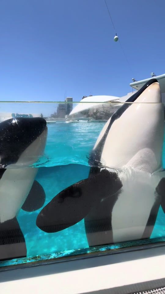 TikTok video thumbnail by luv_orcas