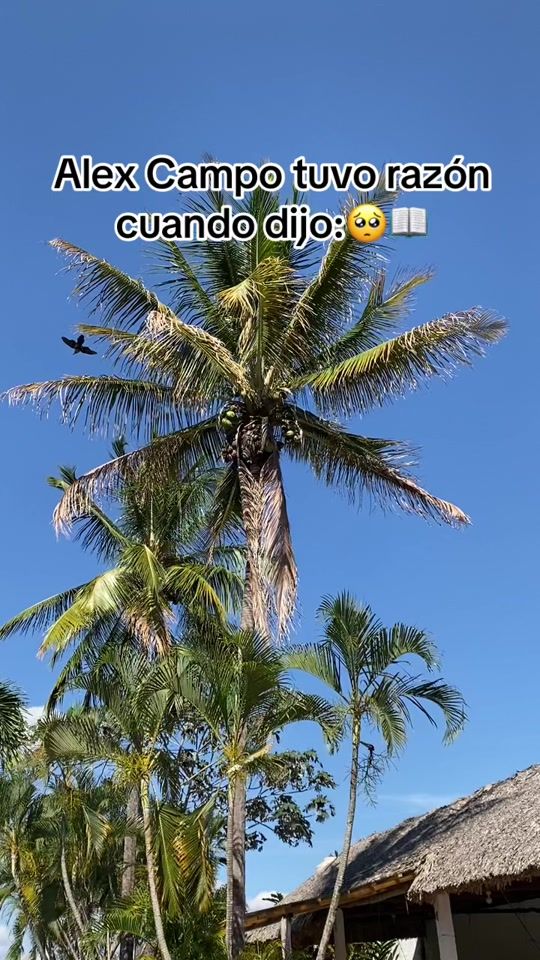 TikTok video thumbnail by user303e