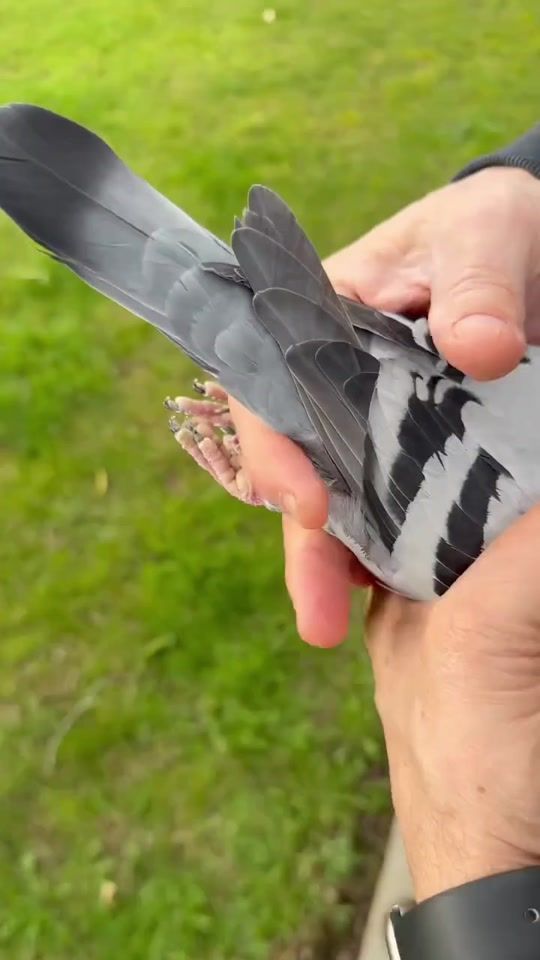 TikTok video thumbnail by k_o_b_r_a_56