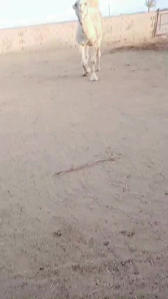 TikTok video thumbnail by abosami433