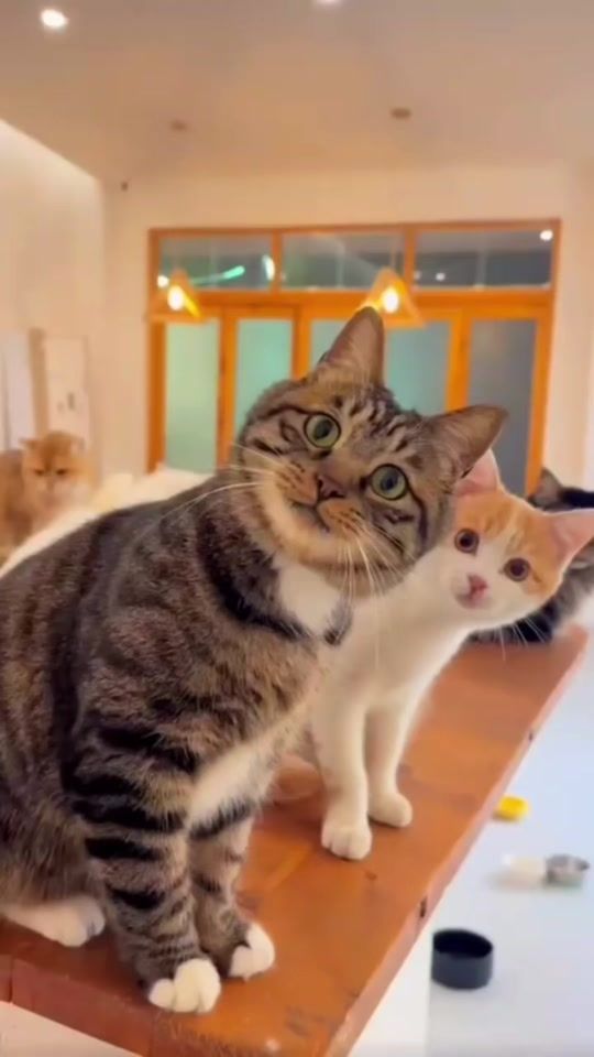 TikTok video thumbnail by kalan19970402