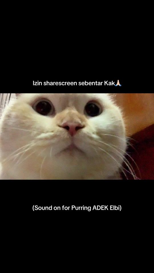 TikTok video thumbnail by elbanina.cat
