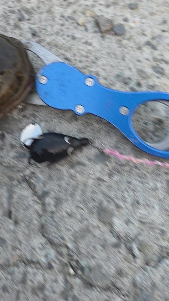 TikTok video thumbnail by chitfishing