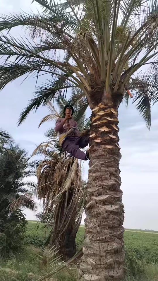 TikTok video thumbnail by waii351