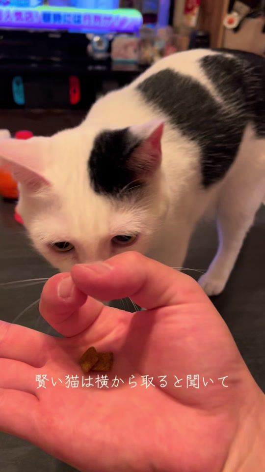 TikTok video thumbnail by marus_kurimaru