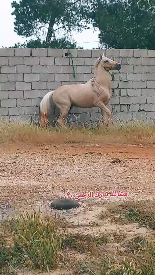 TikTok video thumbnail by mohammed_22.9