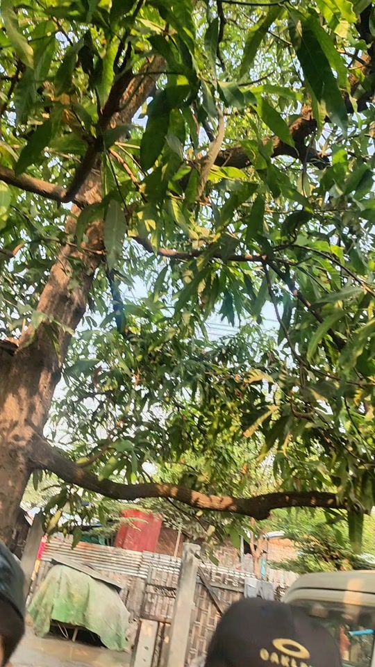 TikTok video thumbnail by thihamaung166