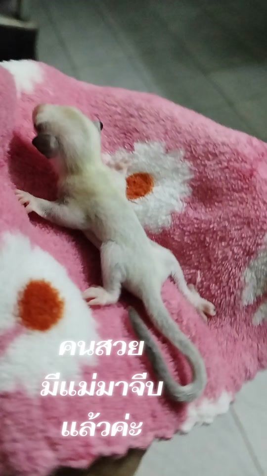 TikTok video thumbnail by mrssindymrssindy