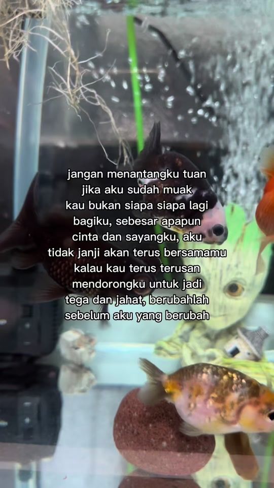 TikTok video thumbnail by dhiaanggra
