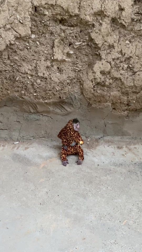 TikTok video thumbnail by shex_bako13