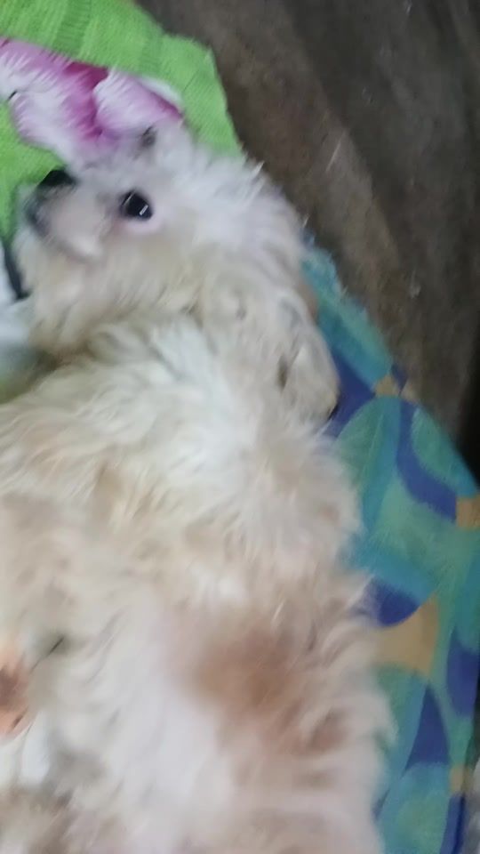 TikTok video thumbnail by ammoi66