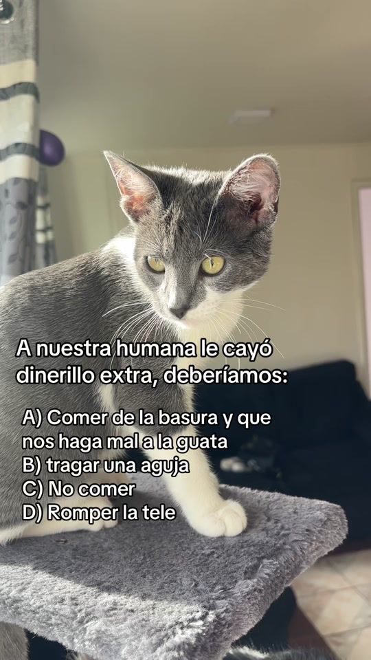 TikTok video thumbnail by paw_munoz