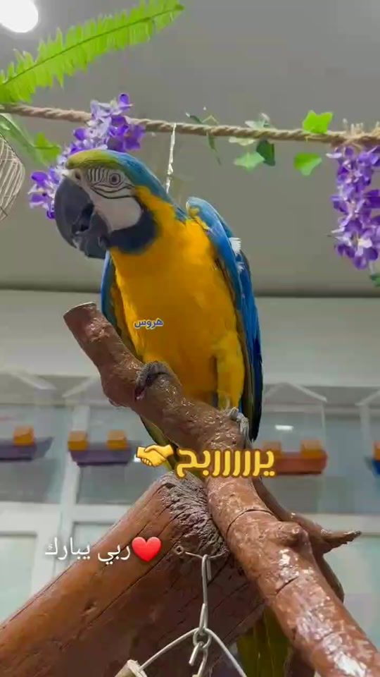 TikTok video thumbnail by hr_os_
