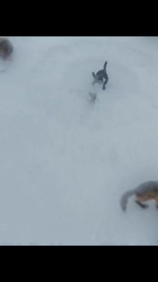 TikTok video thumbnail by christopher_0ficial