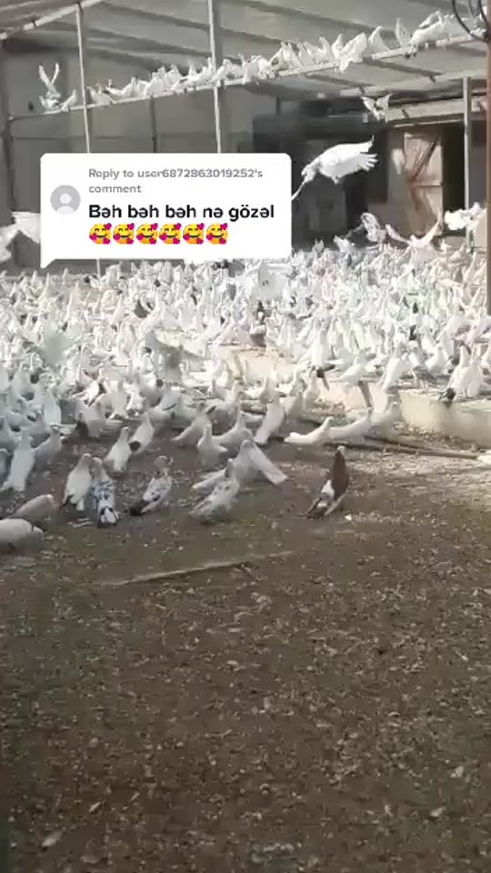 TikTok video thumbnail by alim__711