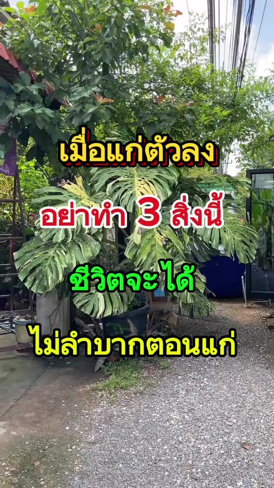 TikTok video thumbnail by share_happiness789