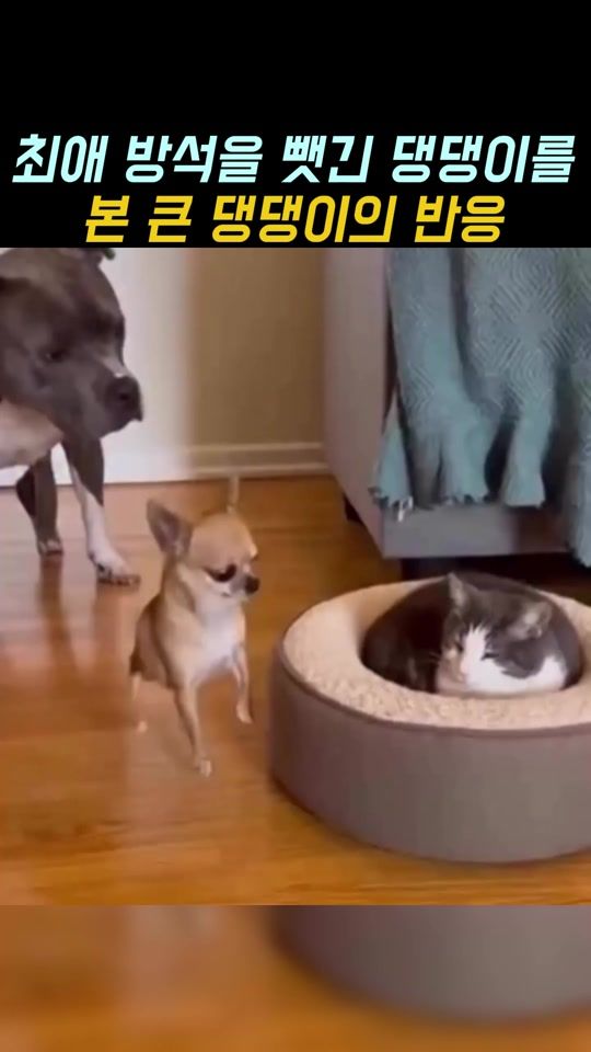 TikTok video thumbnail by _ddarami_