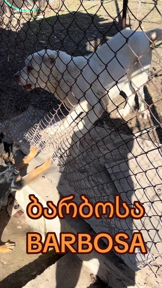 TikTok video thumbnail by barbosadog7