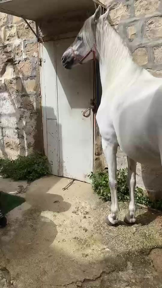TikTok video thumbnail by mohammedqandil46