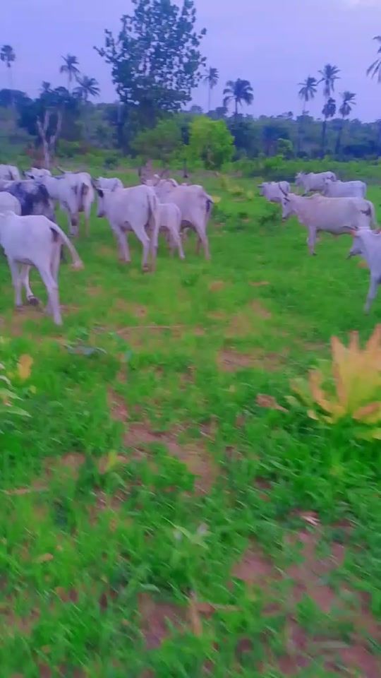TikTok video thumbnail by ado.wankan.sallah