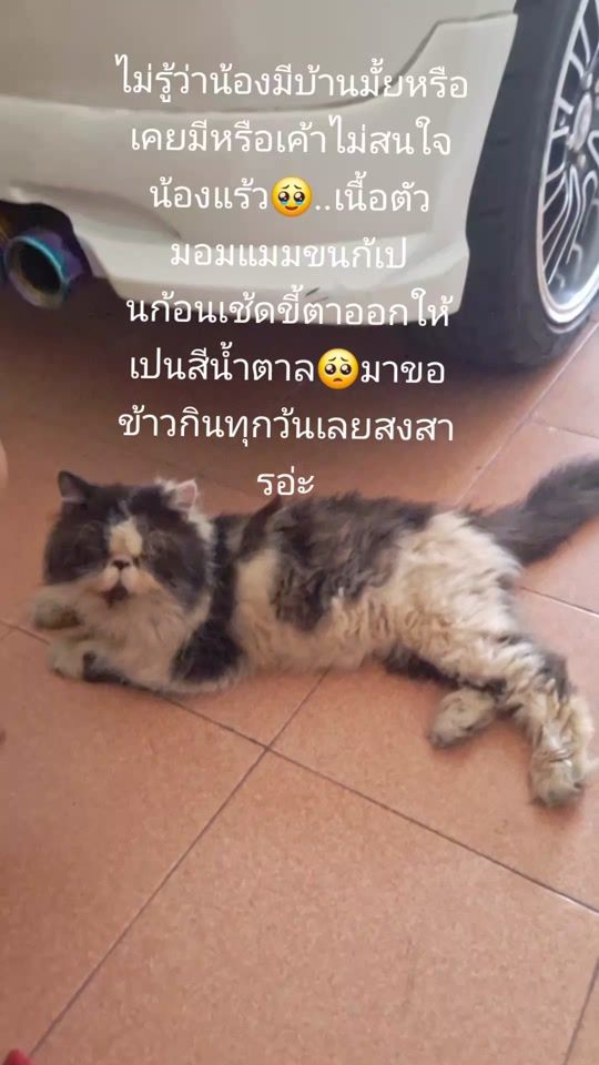 TikTok video thumbnail by lai5650