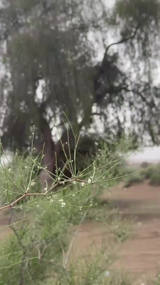 TikTok video thumbnail by 4ull.97