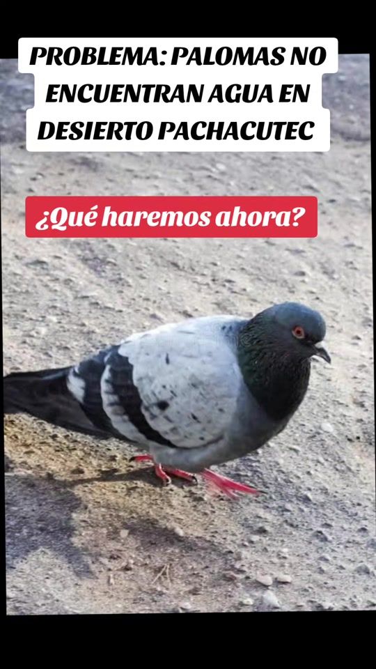 TikTok video thumbnail by refugiocolitasyamor
