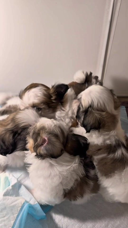 TikTok video thumbnail by shangragasa