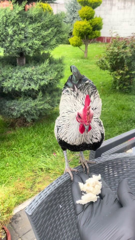 TikTok video thumbnail by farm.gjakova.007