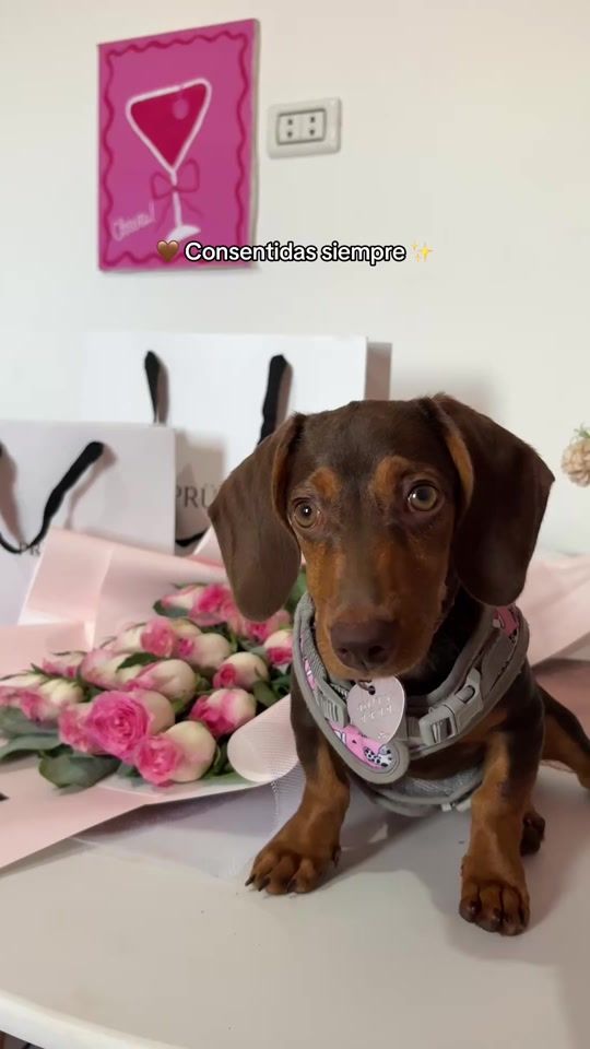 TikTok video thumbnail by hilary_roca