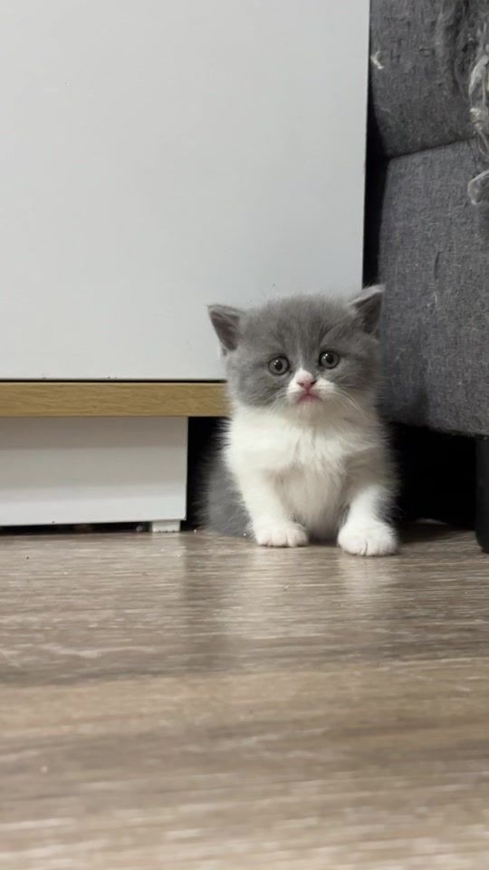 TikTok video thumbnail by britishcats.ge