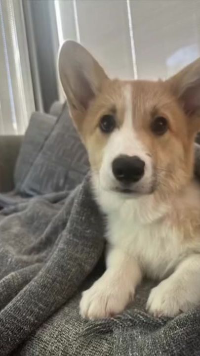 TikTok video thumbnail by jedicorgi