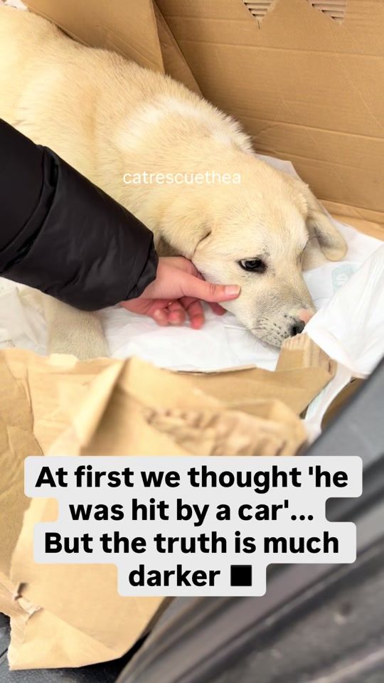 TikTok video thumbnail by catrescuethea