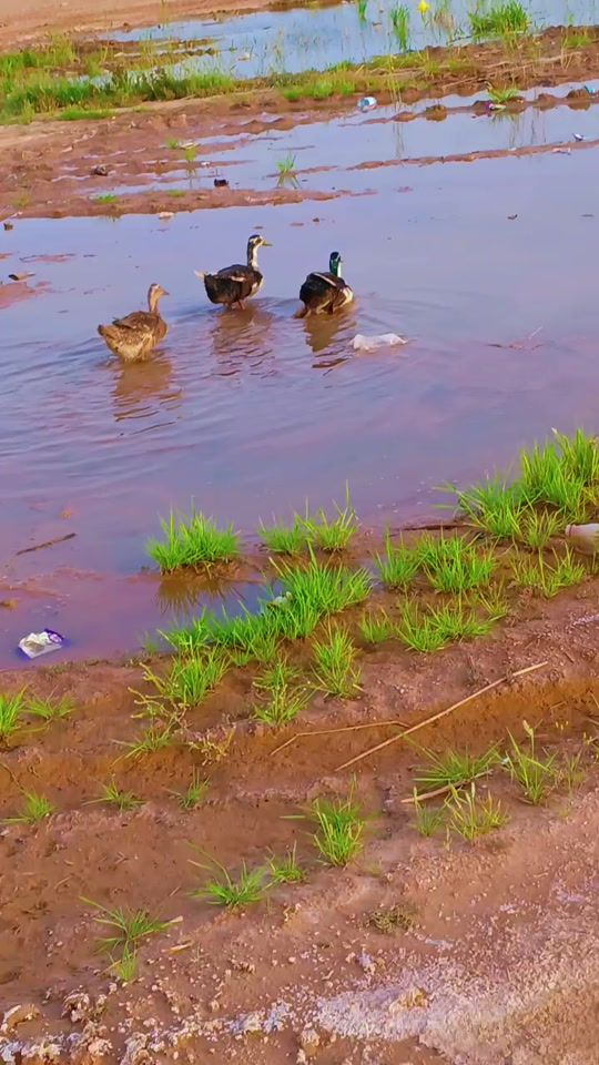 TikTok video thumbnail by abdoubelarbi78