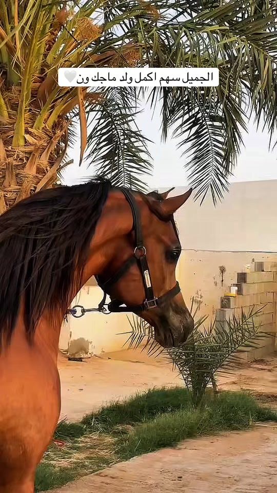 TikTok video thumbnail by r2.po