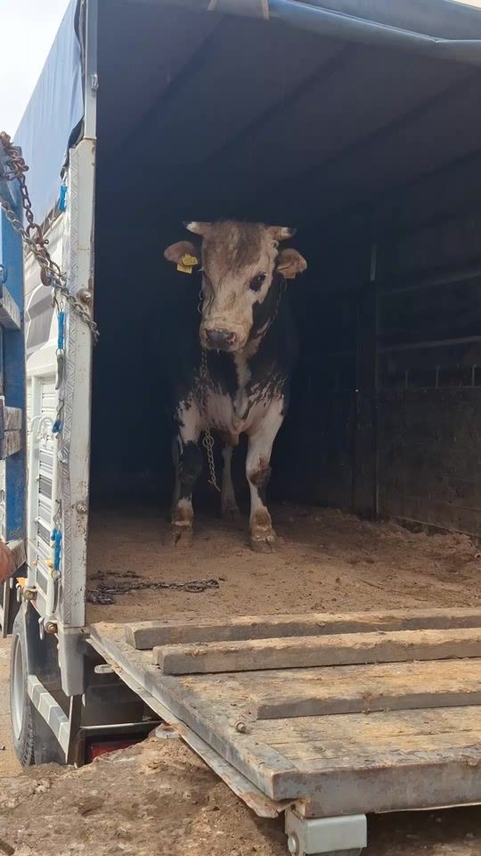TikTok video thumbnail by kasap_mahmut