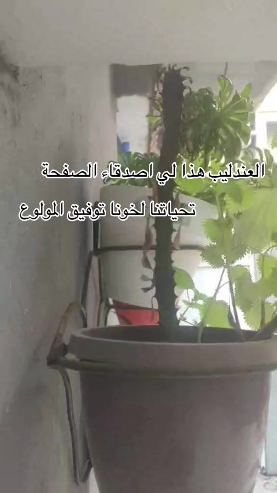 TikTok video thumbnail by riad_guendouz_730_