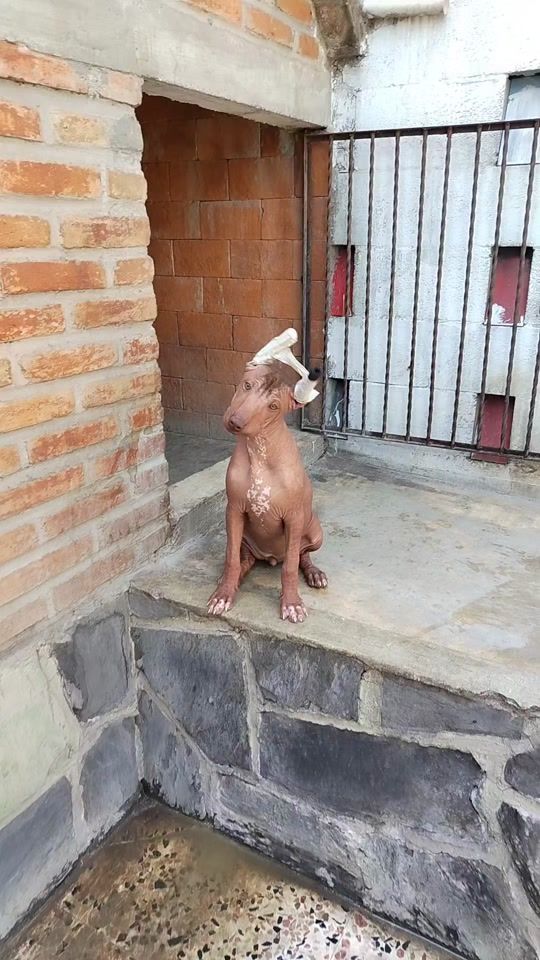TikTok video thumbnail by xolosramirezoficial
