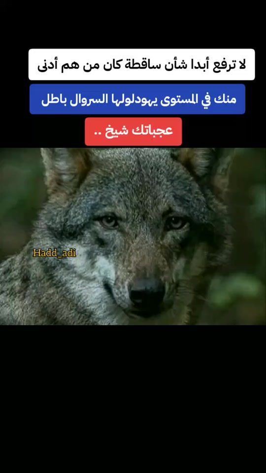 TikTok video thumbnail by ha_d_d_a_d_i
