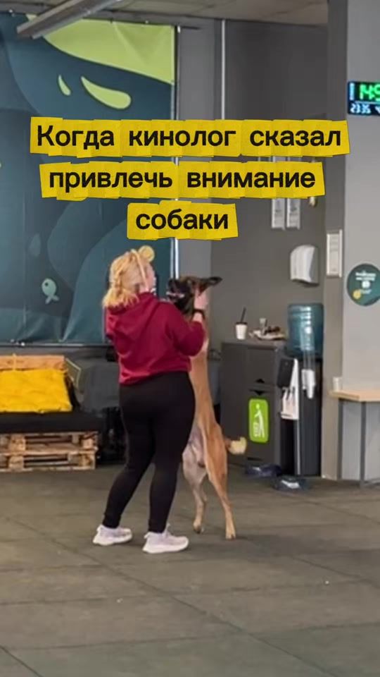 TikTok video thumbnail by k9_belka
