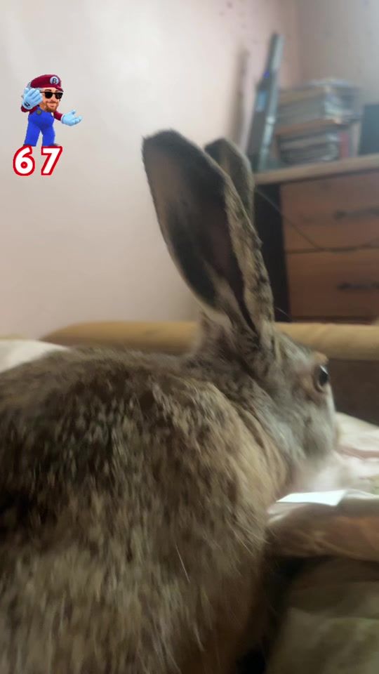 TikTok video thumbnail by littlewildhare