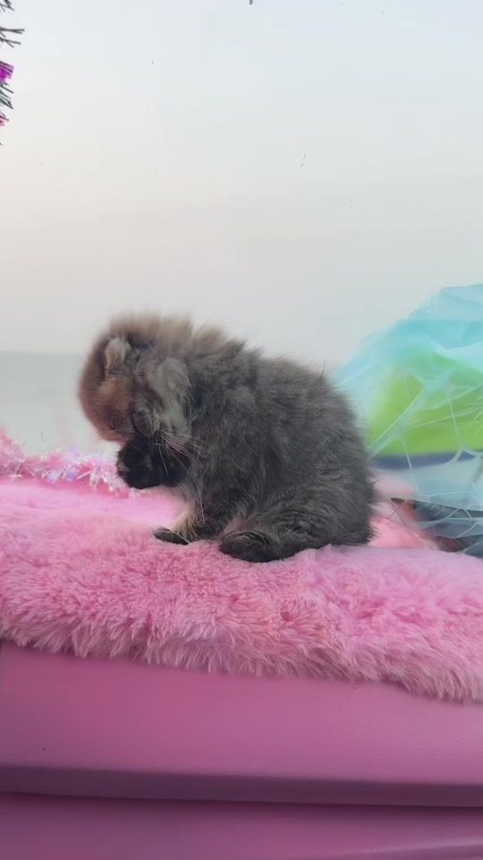 TikTok video thumbnail by kiprikli_nissan_