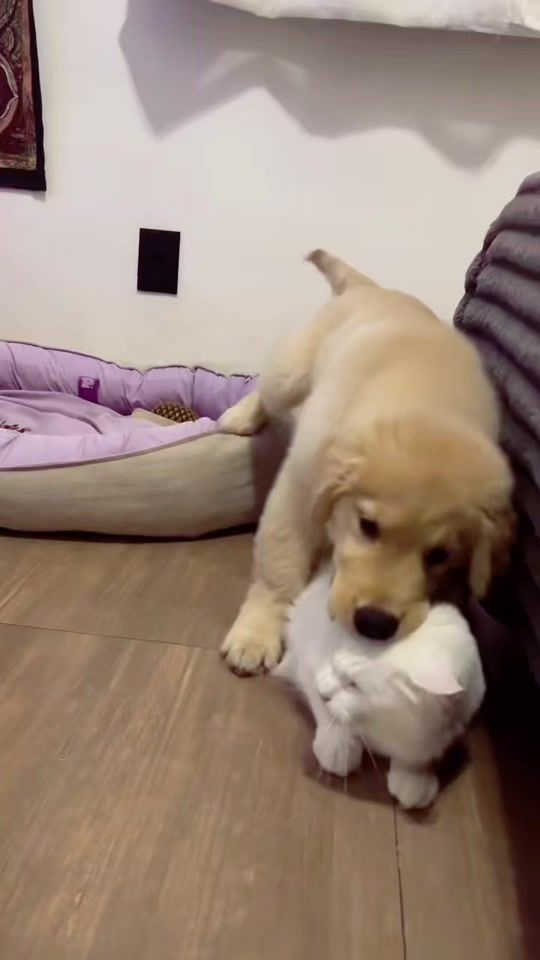 TikTok video thumbnail by misho_tbilisi
