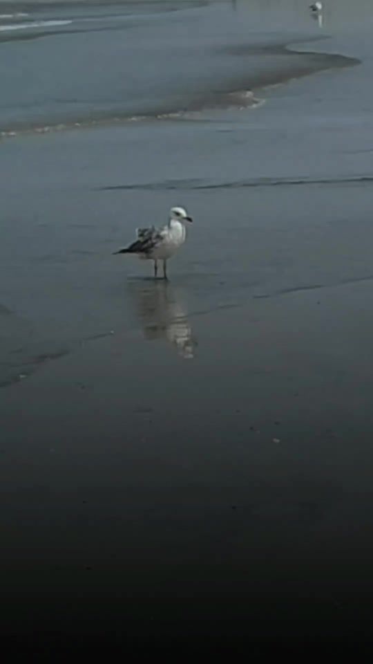 TikTok video thumbnail by umsalim.alzadjali